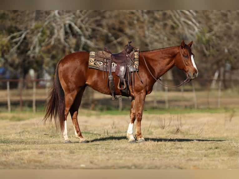 Quarter horse américain Hongre 9 Ans 160 cm Alezan brûlé in Joshua