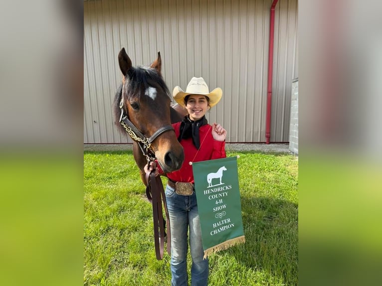 Quarter horse américain Hongre 9 Ans 160 cm Bai cerise in Danville