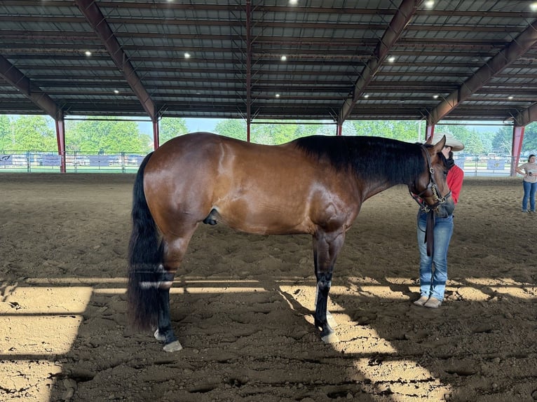 Quarter horse américain Hongre 9 Ans 160 cm Bai cerise in Danville