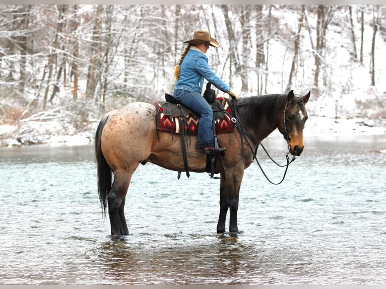 Quarter horse américain Hongre 9 Ans 160 cm Buckskin in Clarion