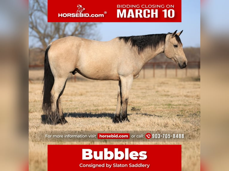 Quarter horse américain Hongre 9 Ans 160 cm Buckskin in Canton, TX