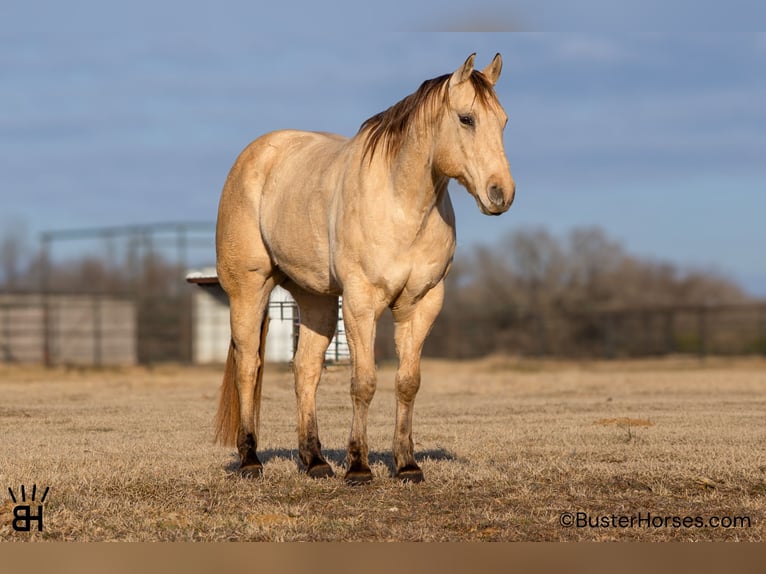 Quarter horse américain Hongre 9 Ans 160 cm Buckskin in Weatherford