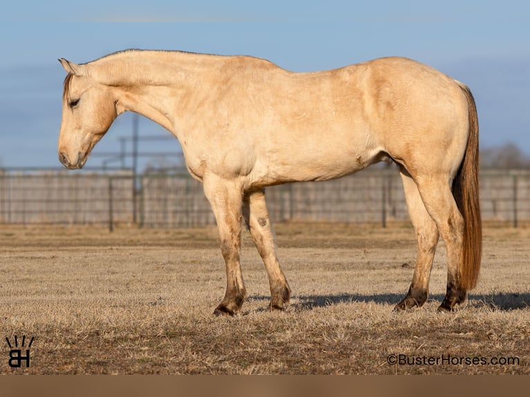 Quarter horse américain Hongre 9 Ans 160 cm Buckskin in Weatherford