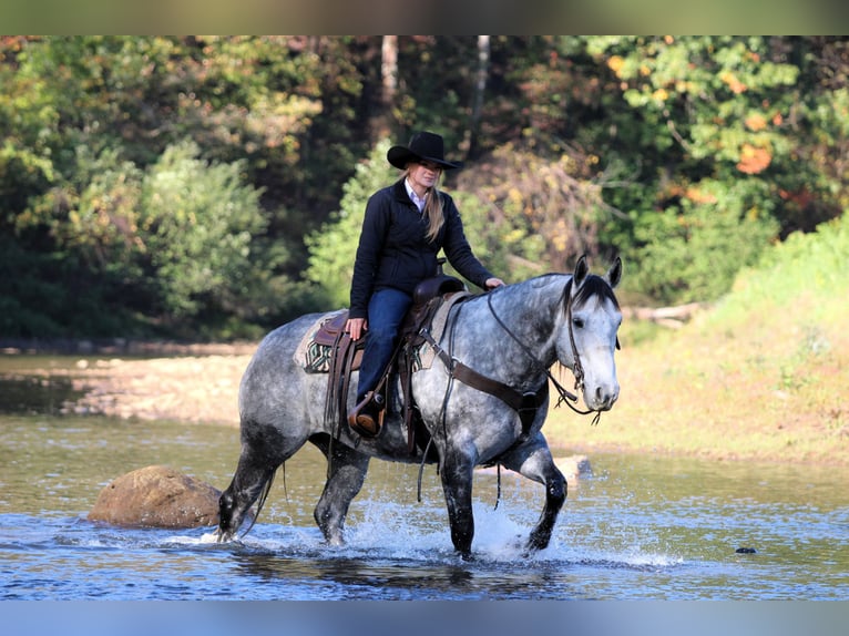 Quarter horse américain Hongre 9 Ans 160 cm Gris in Clarion