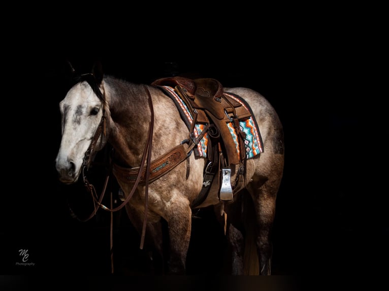 Quarter horse américain Hongre 9 Ans 160 cm Gris in Wendall ID