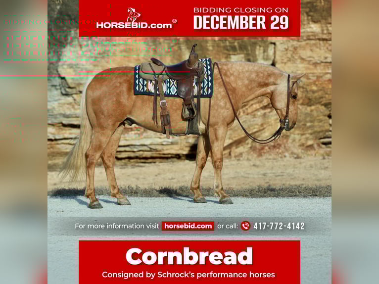 Quarter horse américain Hongre 9 Ans 160 cm Palomino in Purdy