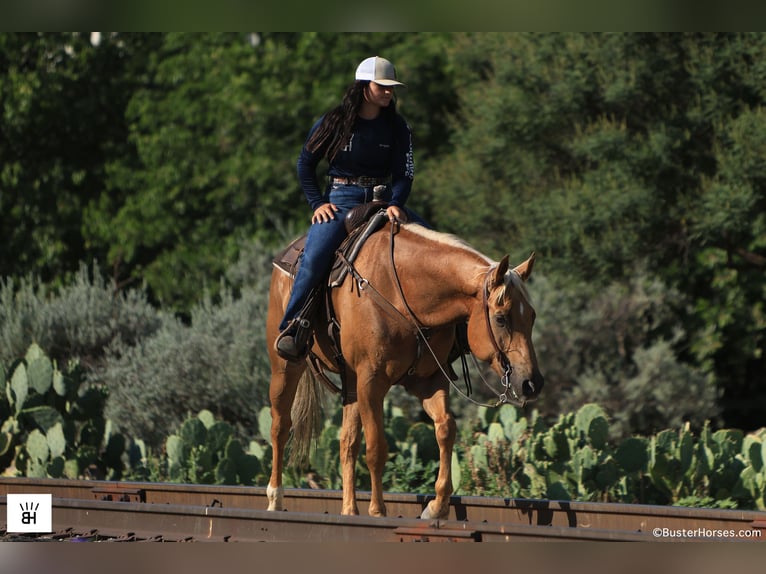 Quarter horse américain Hongre 9 Ans 160 cm Palomino in Weatherford TX