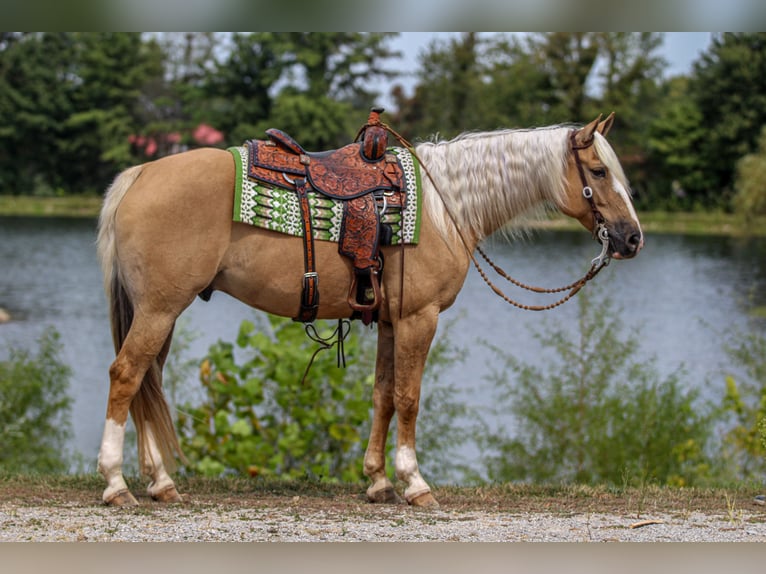 Quarter horse américain Hongre 9 Ans 160 cm Palomino in Robards