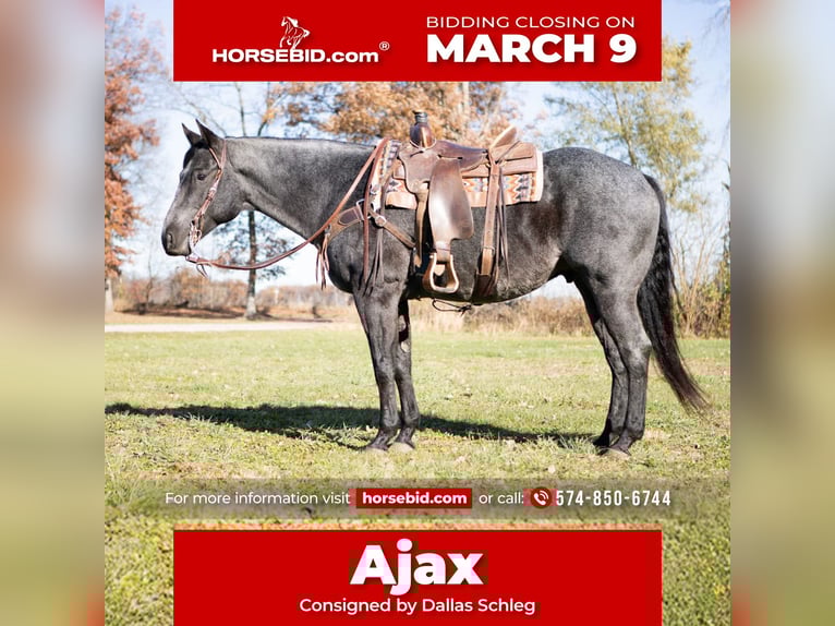 Quarter horse américain Hongre 9 Ans 160 cm Rouan Bleu in North Judson