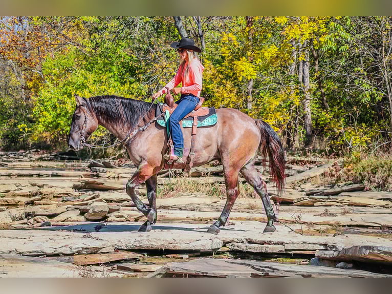 Quarter horse américain Hongre 9 Ans 163 cm Grullo in Flemingsburg Ky