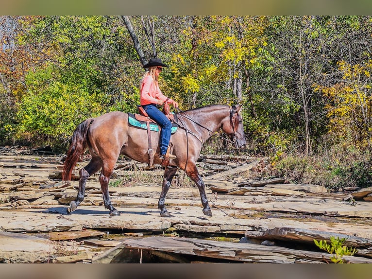 Quarter horse américain Hongre 9 Ans 163 cm Grullo in Flemingsburg Ky