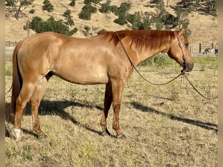 Quarter horse américain Hongre 9 Ans 163 cm Isabelle in Paicines CA