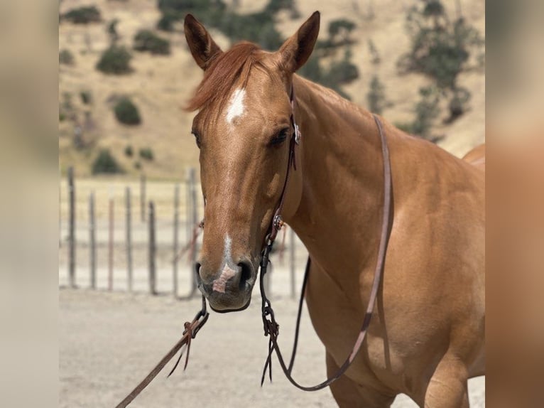 Quarter horse américain Hongre 9 Ans 163 cm Isabelle in Paicines CA