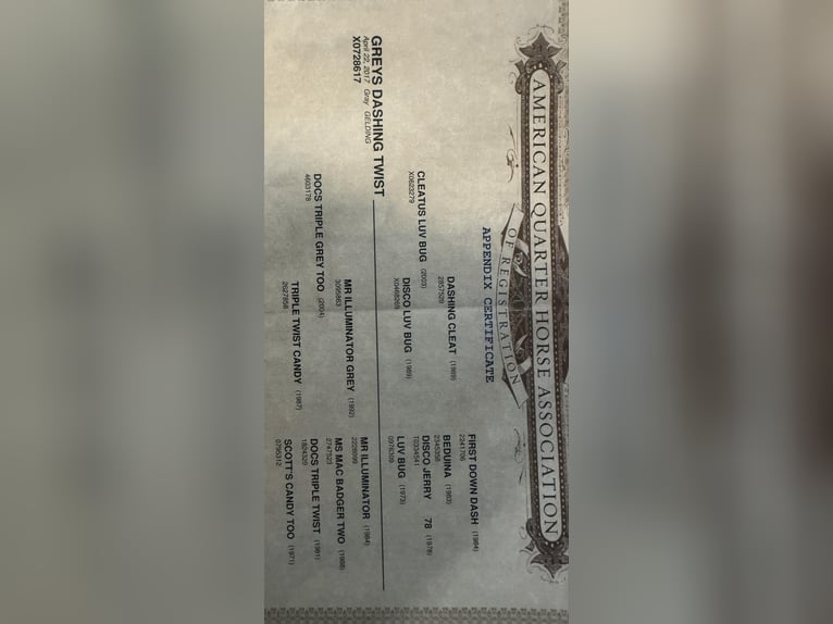 Quarter horse américain Hongre 9 Ans 168 cm Gris in Granbury TX