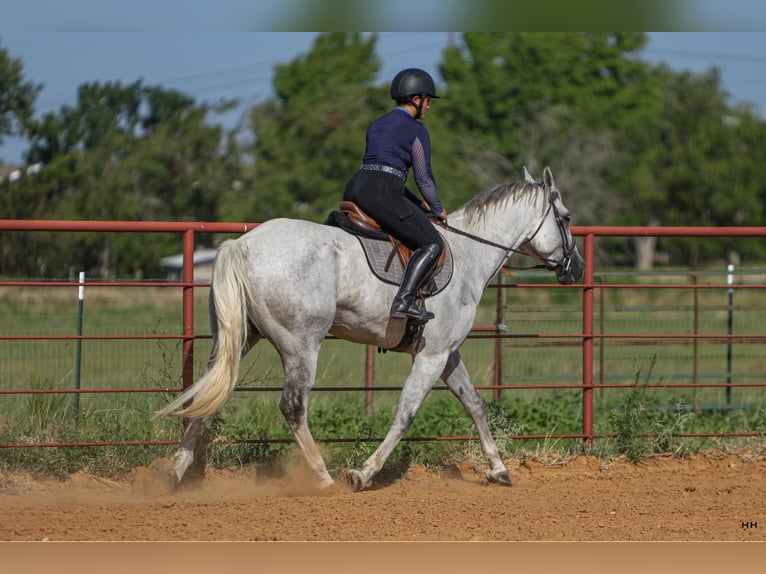 Quarter horse américain Hongre 9 Ans 168 cm Gris in Granbury TX