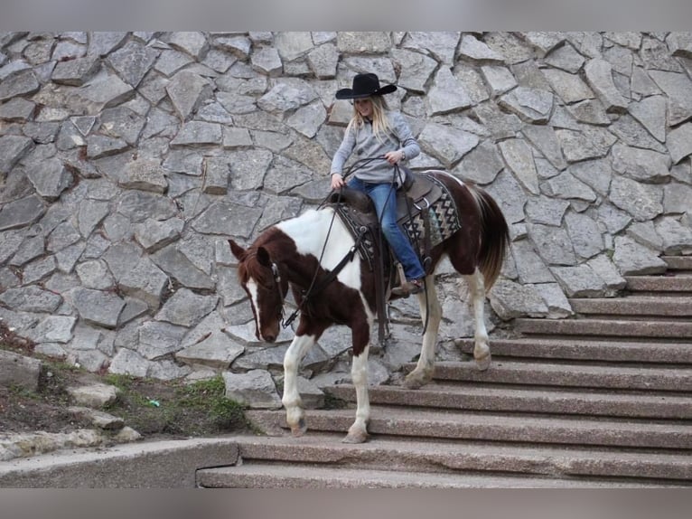 Quarter horse américain Hongre 9 Ans 168 cm Tobiano-toutes couleurs in Joshua TX