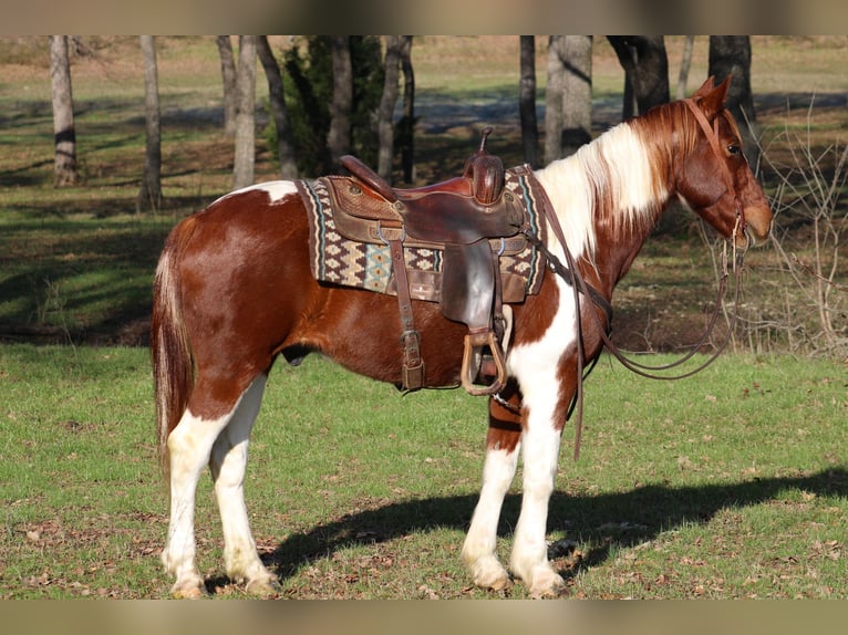 Quarter horse américain Hongre 9 Ans 168 cm Tobiano-toutes couleurs in Joshua TX