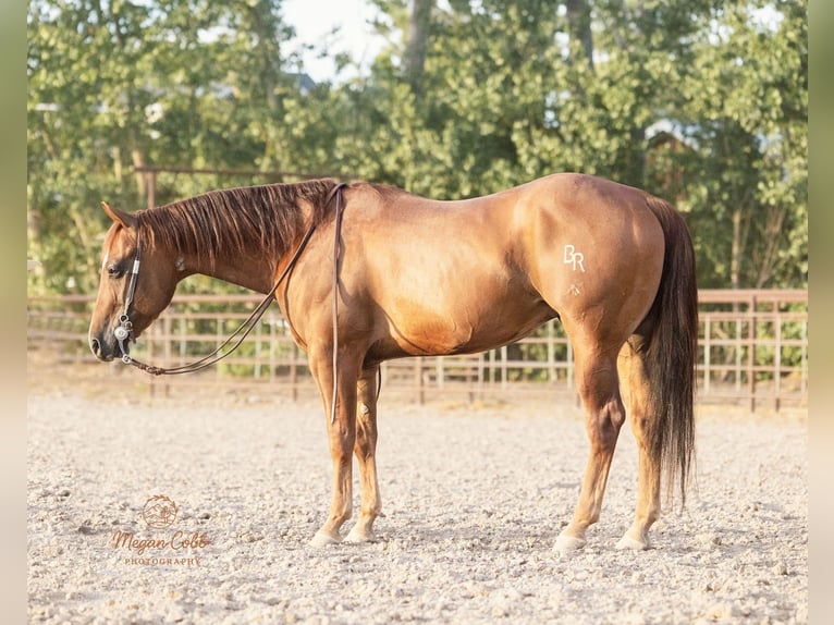 Quarter horse américain Hongre 9 Ans Alezan brûlé in Caldwell