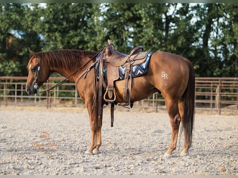 Quarter horse américain Hongre 9 Ans Alezan brûlé in Caldwell