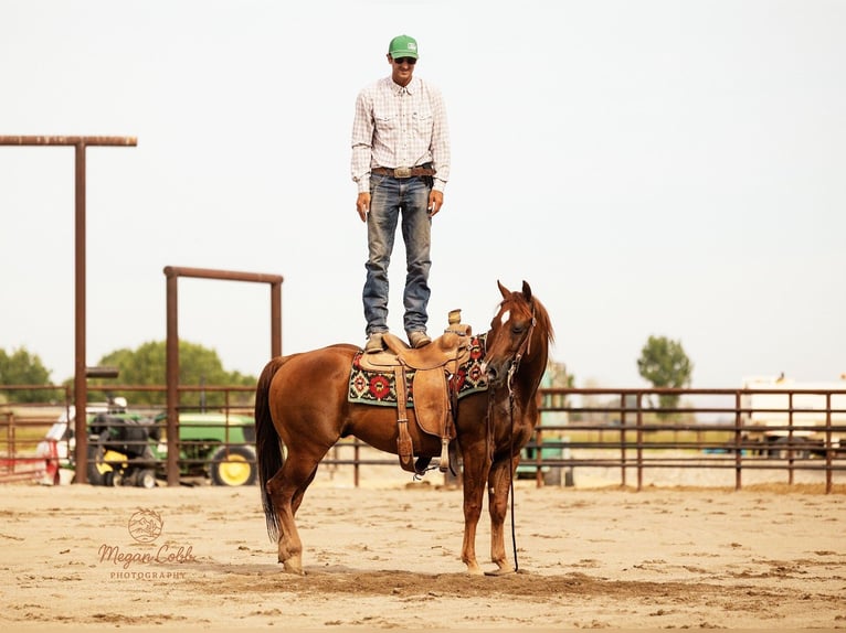 Quarter horse américain Hongre 9 Ans Alezan brûlé in Caldwell