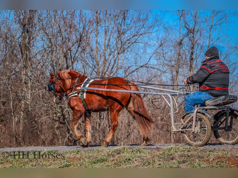 Quarter horse américain Hongre 9 Ans Alezan brûlé in flemingsburg Ky
