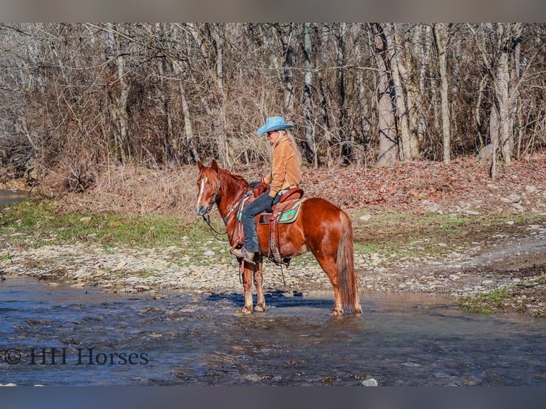 Quarter horse américain Hongre 9 Ans Alezan brûlé in flemingsburg Ky