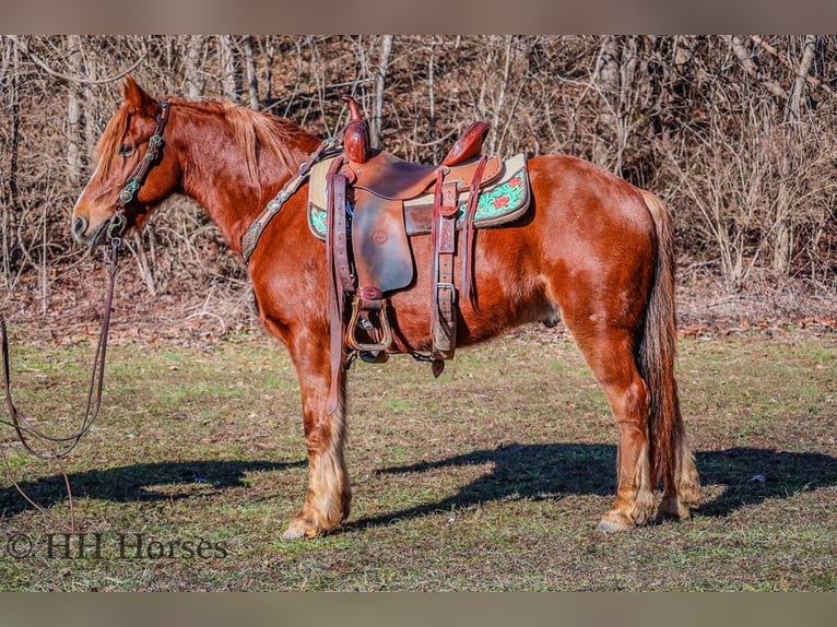 Quarter horse américain Hongre 9 Ans Alezan brûlé in flemingsburg Ky
