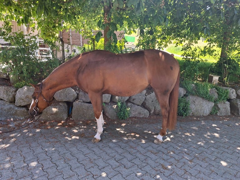 Quarter horse américain Hongre 9 Ans Alezan in Hosenruck