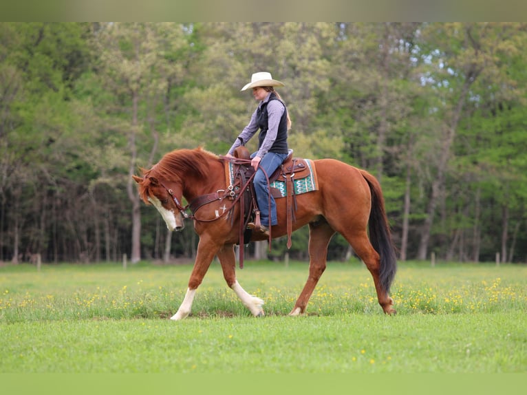Quarter horse américain Hongre 9 Ans Alezan cuivré in Clarion