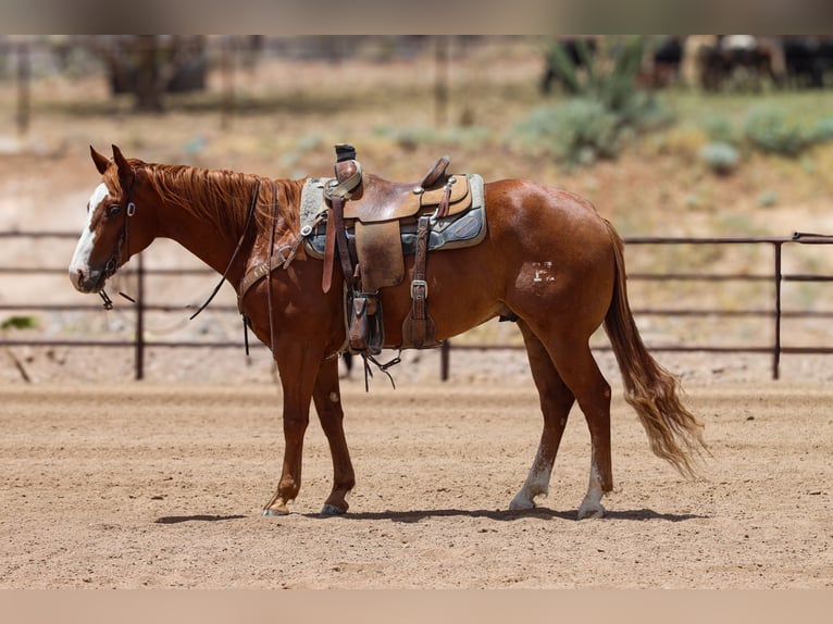 Quarter horse américain Hongre 9 Ans Alezan cuivré in Wickenburg