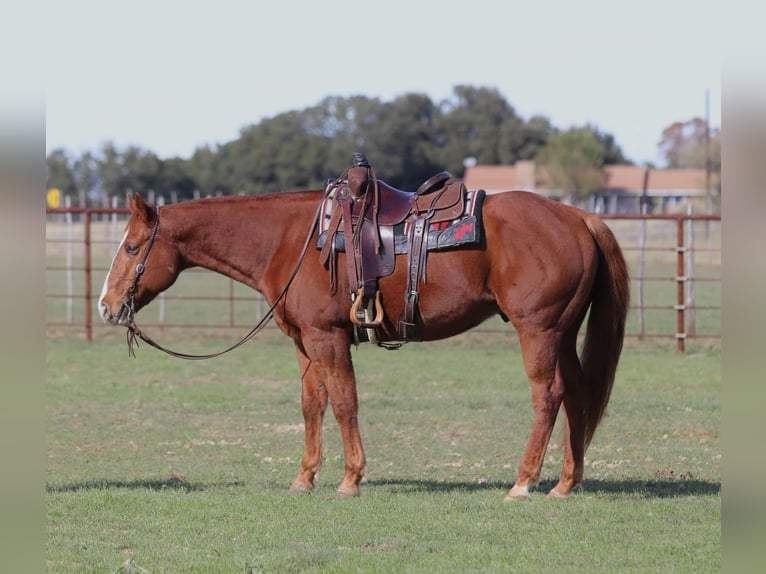 Quarter horse américain Hongre 9 Ans Alezan cuivré in Lipan TX