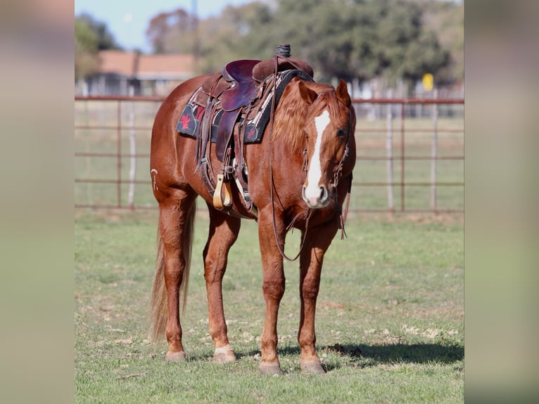 Quarter horse américain Hongre 9 Ans Alezan cuivré in Lipan TX