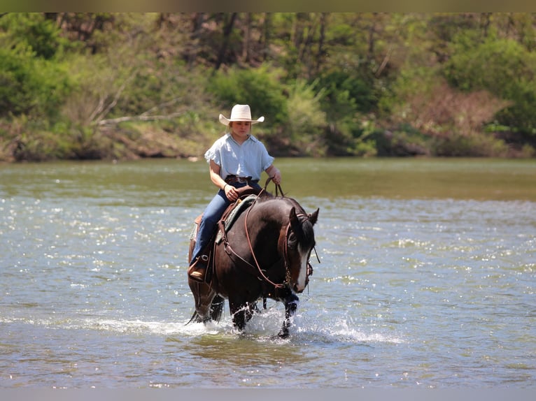 Quarter horse américain Hongre 9 Ans Bai brun in Clarion, PA