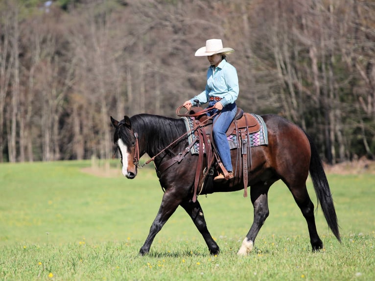 Quarter horse américain Hongre 9 Ans Bai brun in Clarion, PA