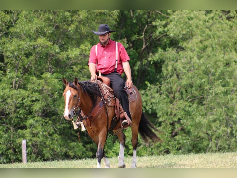 Quarter horse américain Hongre 9 Ans Bai cerise in Rebersburg, PA