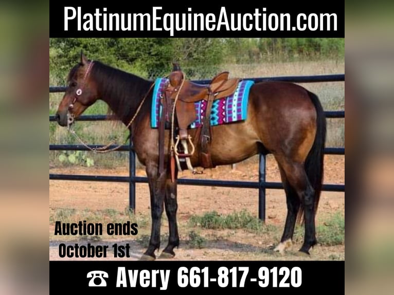 Quarter horse américain Hongre 9 Ans Bai cerise in Stephenville TX