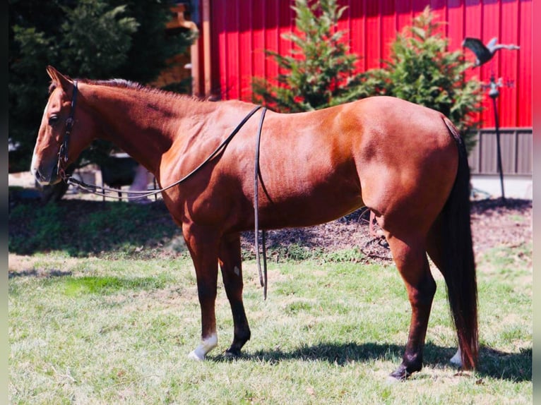 Quarter horse américain Hongre 9 Ans Bai cerise in Columbia, MO