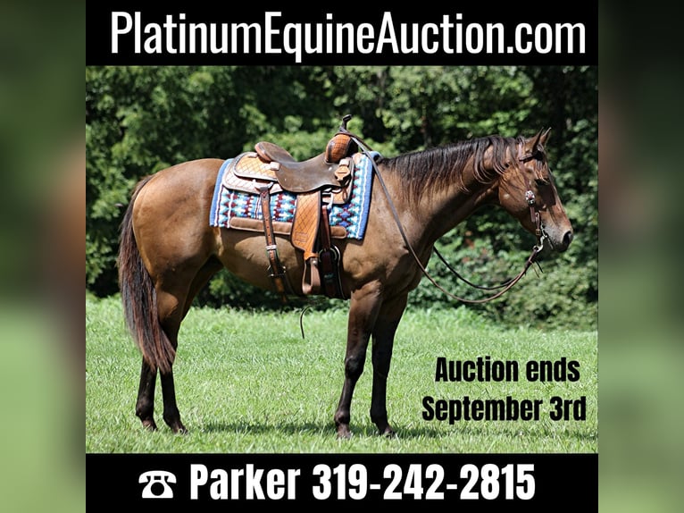 Quarter horse américain Hongre 9 Ans Bai cerise in Somerset, KY