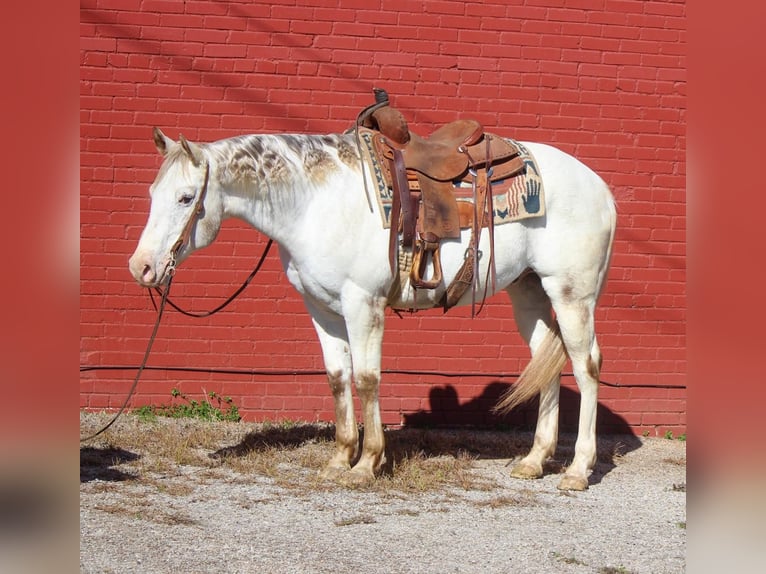 Quarter horse américain Hongre 9 Ans Blanc in RUSK TX
