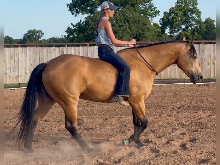 Quarter horse américain Hongre 9 Ans Buckskin in Weatherford