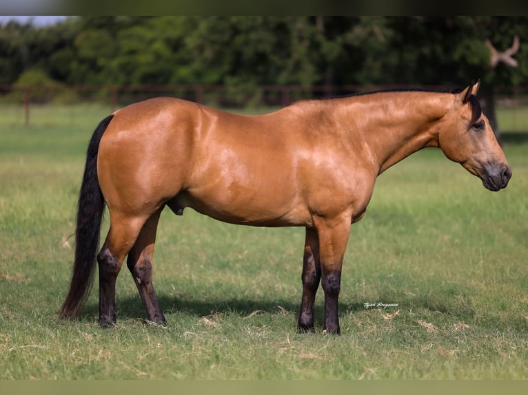 Quarter horse américain Hongre 9 Ans Buckskin in Weatherford