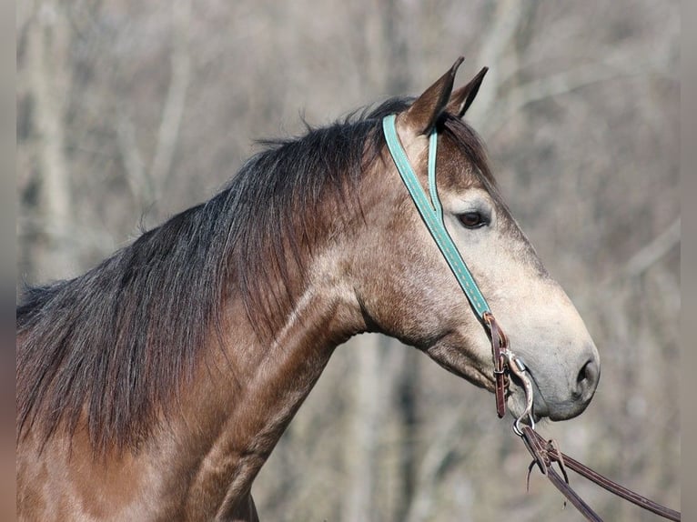 Quarter horse américain Hongre 9 Ans Buckskin in Mount Vernon