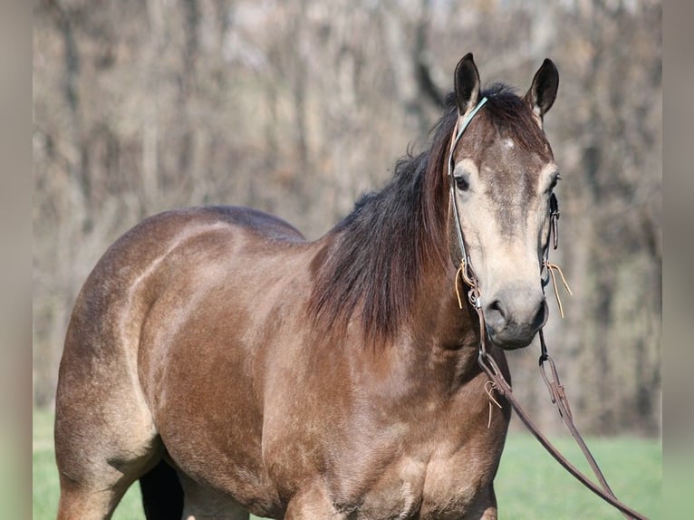 Quarter horse américain Hongre 9 Ans Buckskin in Mount Vernon