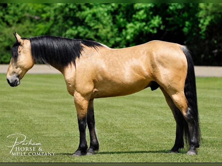 Quarter horse américain Hongre 9 Ans Buckskin in Amory