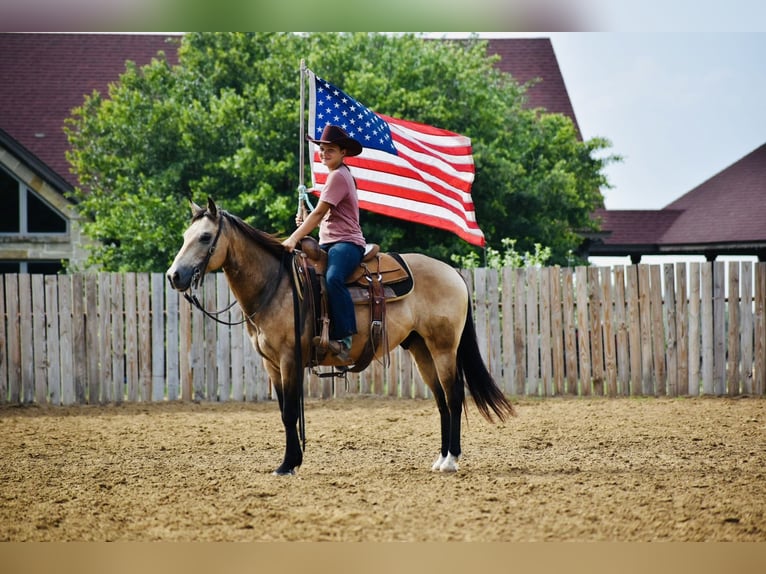 Quarter horse américain Hongre 9 Ans Buckskin in Grandview