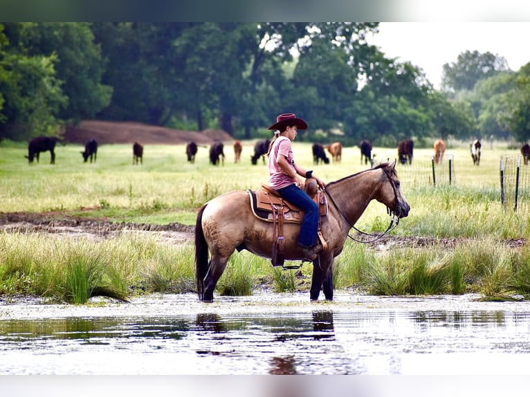 Quarter horse américain Hongre 9 Ans Buckskin in Grandview