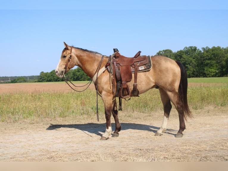 Quarter horse américain Hongre 9 Ans Buckskin in Hartsville, SC