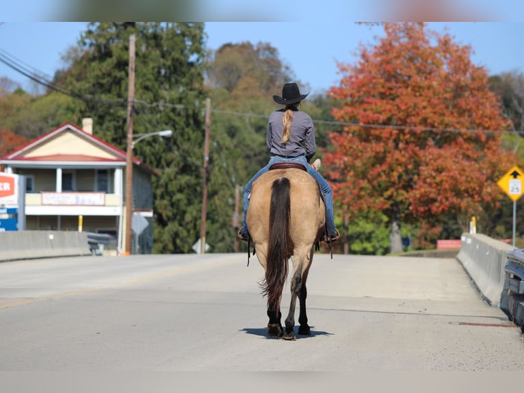 Quarter horse américain Hongre 9 Ans Buckskin in Clarion