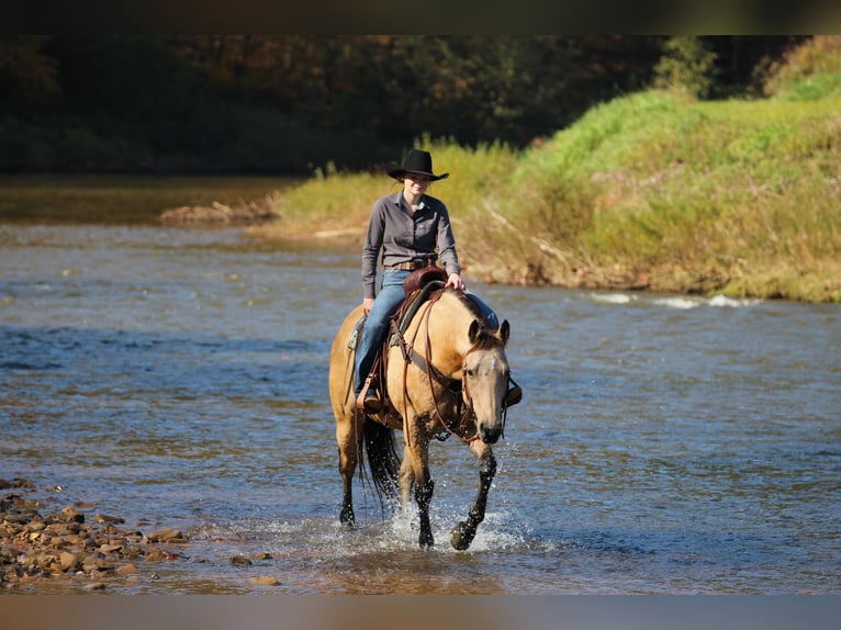 Quarter horse américain Hongre 9 Ans Buckskin in Clarion