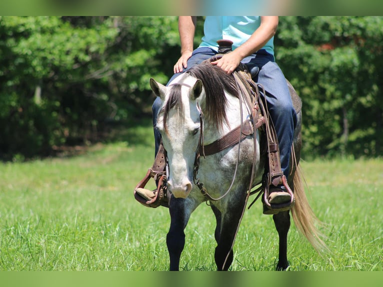 Quarter horse américain Hongre 9 Ans Gris pommelé in Priceville KY